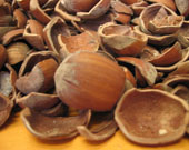 Hazelnut shells 